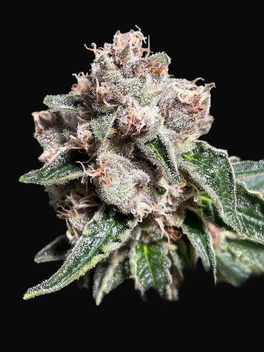 Mars Mellow
