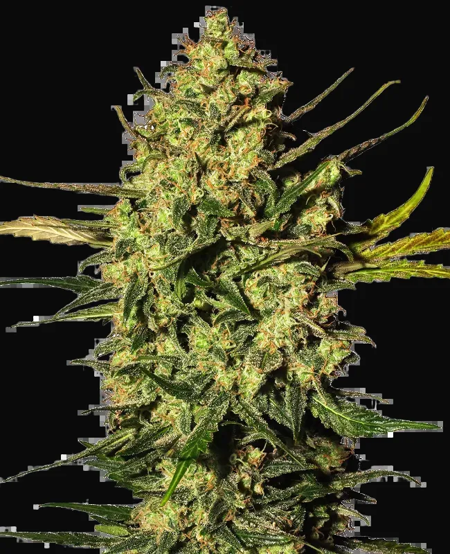 Master Kush Automatic