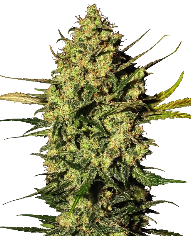 Master Kush Automatic