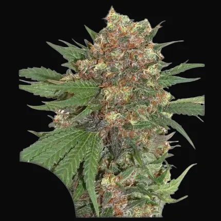 Master Kush