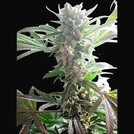 Master Kush