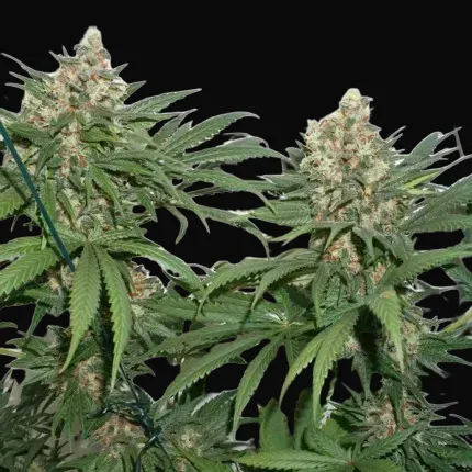 Master Kush