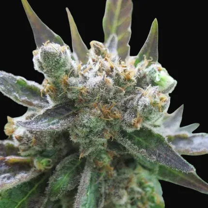 Master Kush