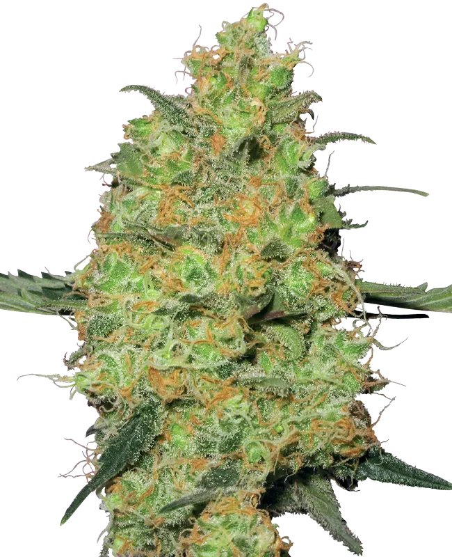 Master Kush Feminized