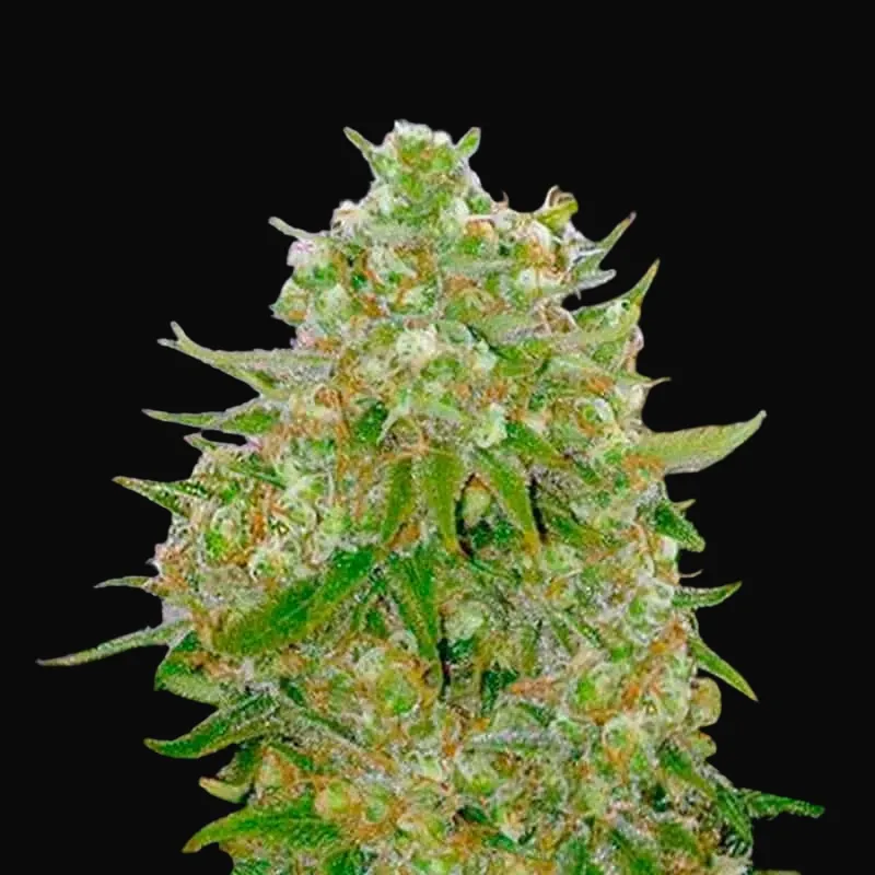 Master Kush Grand