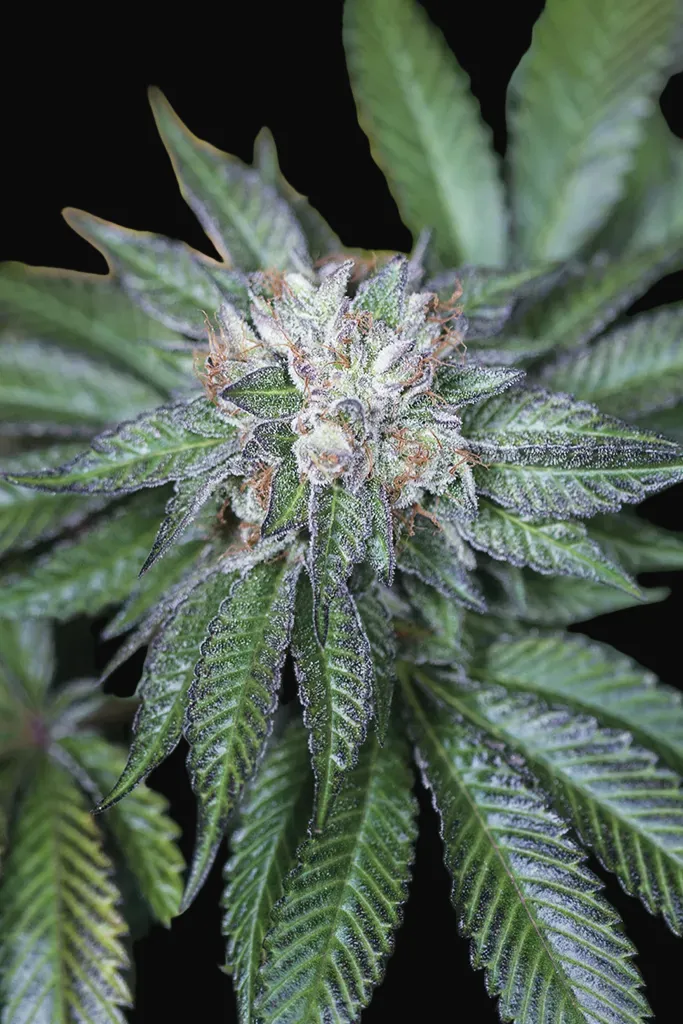 Master Kush