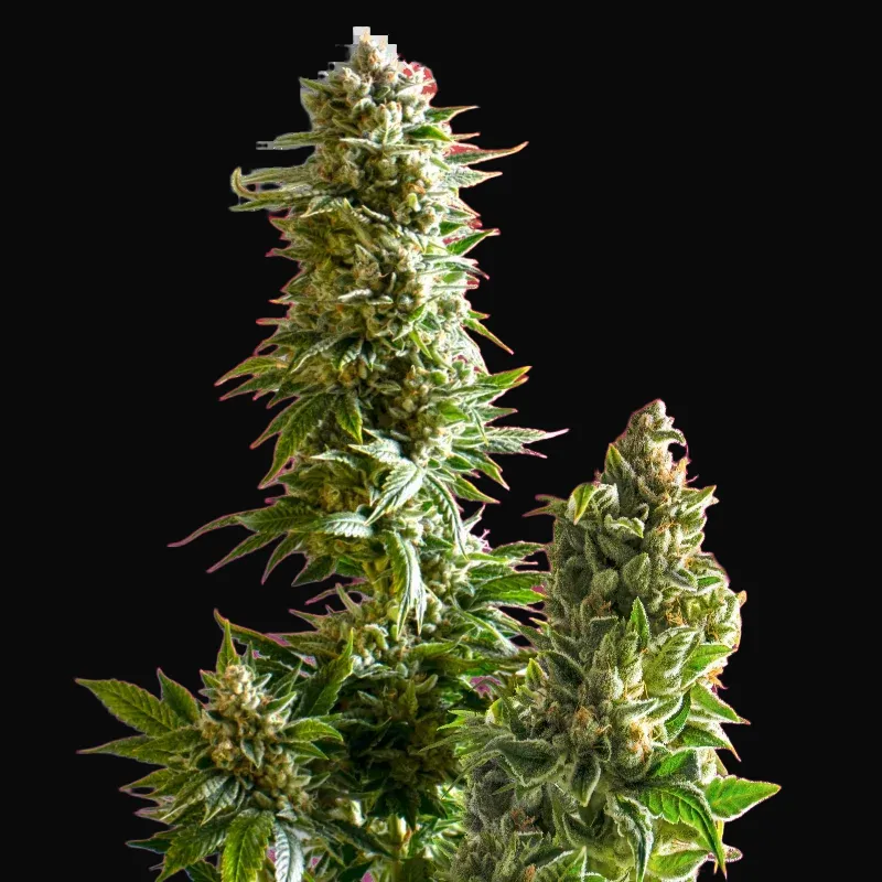 Master Kush