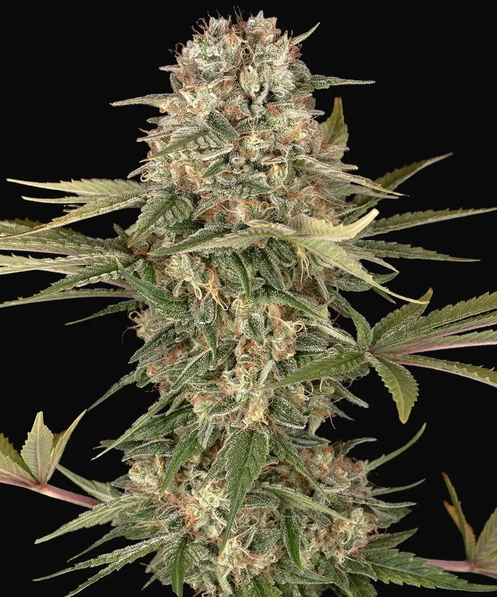 Master Kush Regular