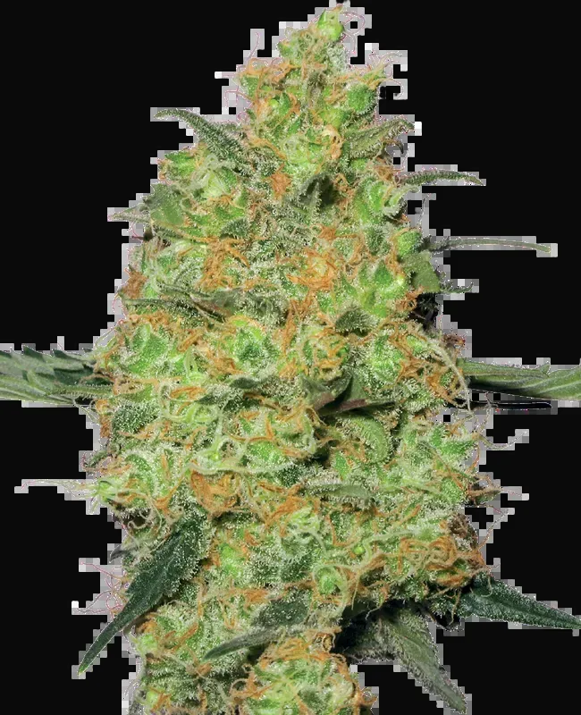 Master Kush