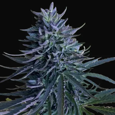 Mastuj Chitral Purple Apricot Regular