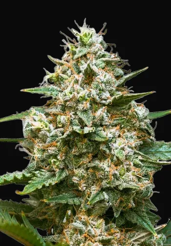 Maui Wowie Auto