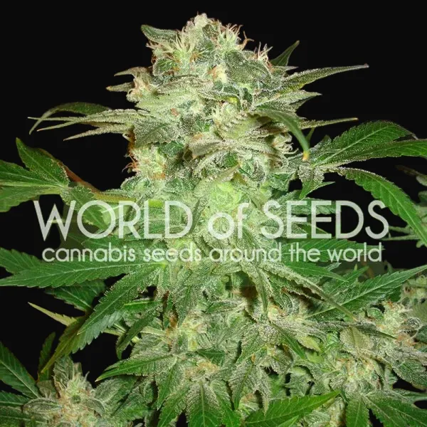 Mazar Kush