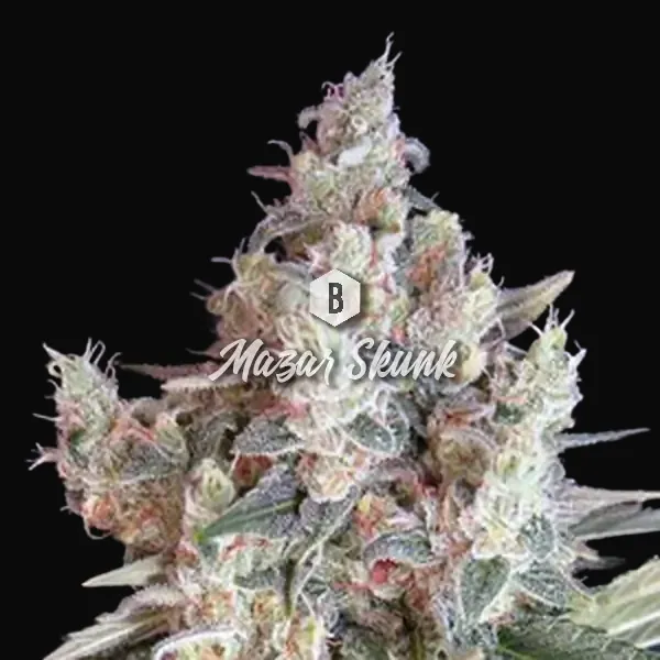Mazar Skunk