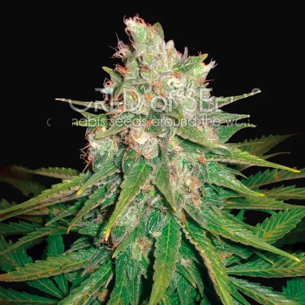 Mazar x Great White Shark