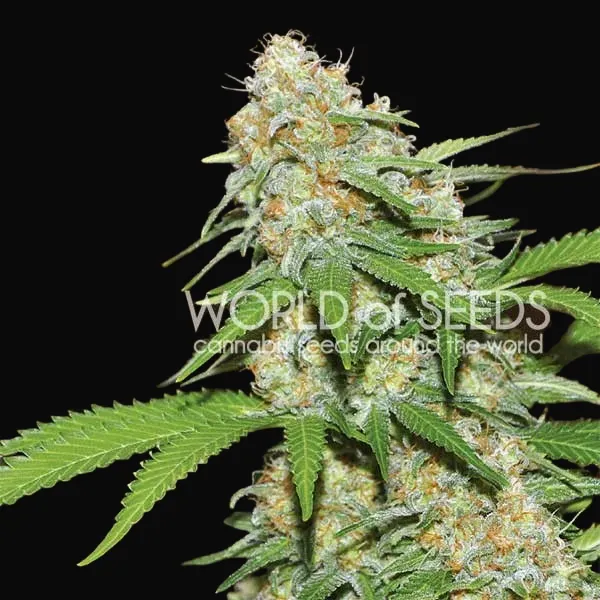 Mazar x White Rhino