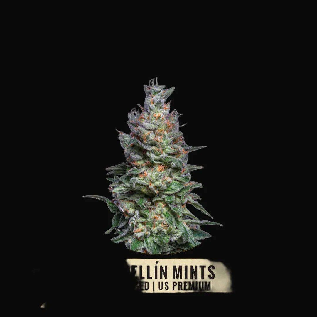 Medellín Mints