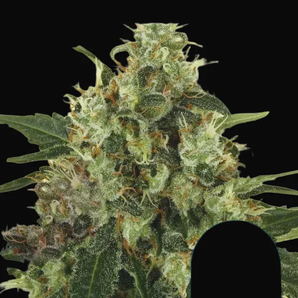 Medical Mass
