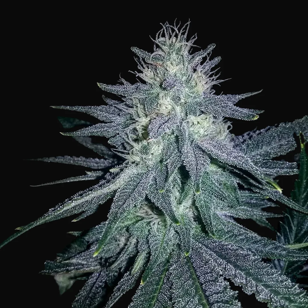 Medicine Man