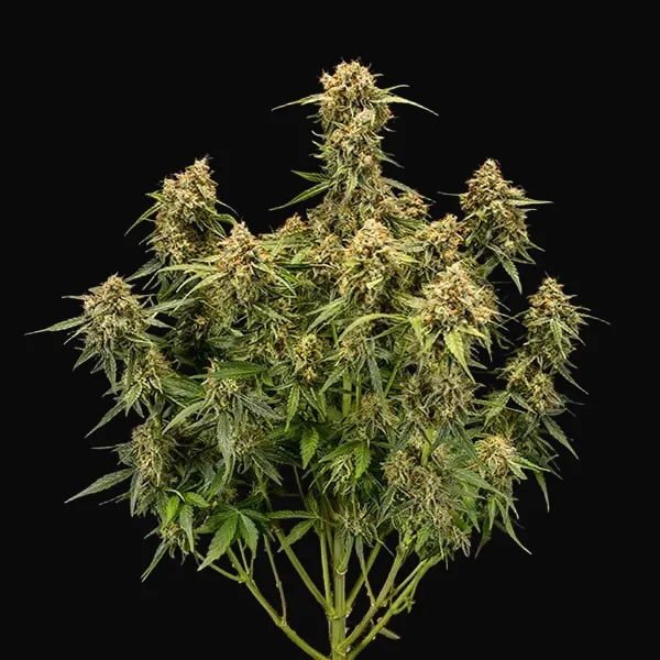 Medusa F1