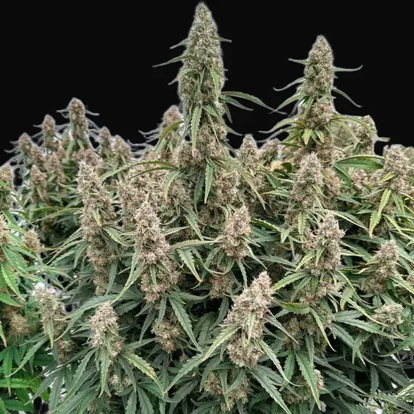 Medusa F1