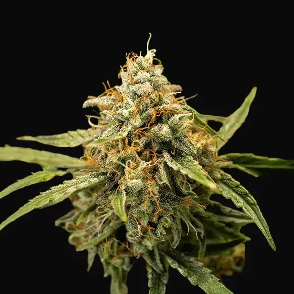 Medusa F1