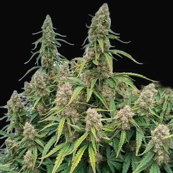 Medusa F1