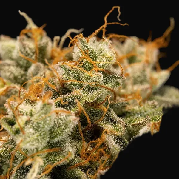Medusa F1