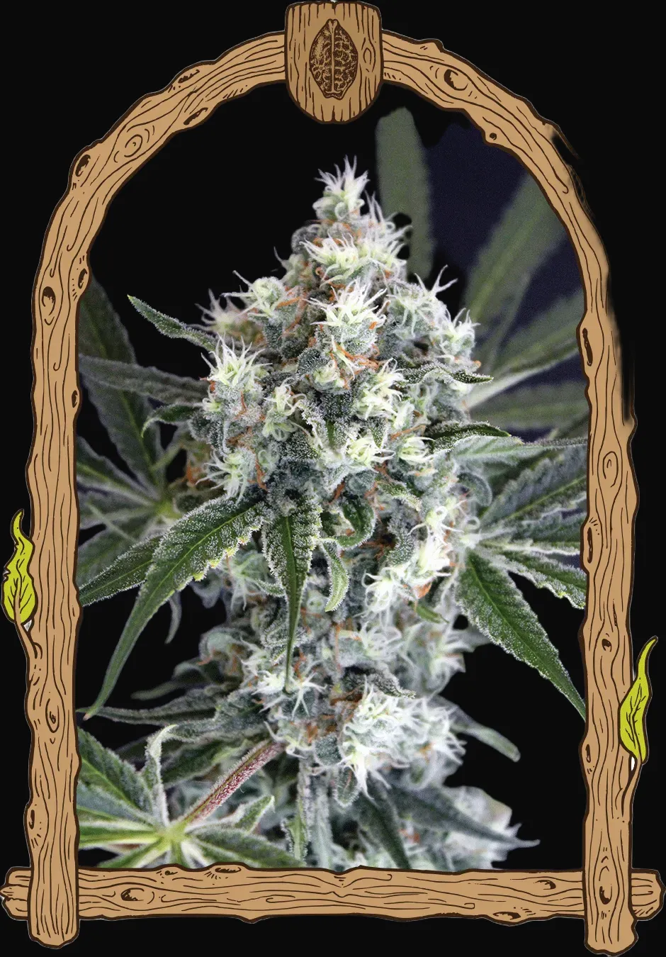 Medxotic Pure CBD
