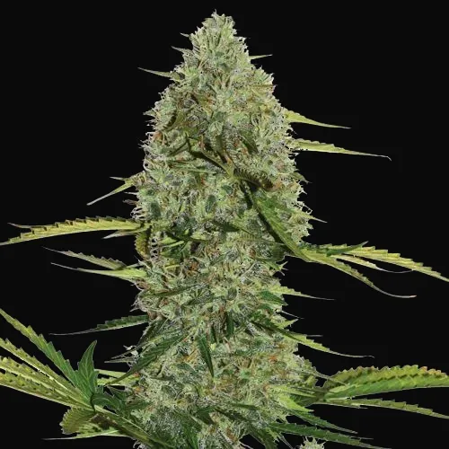 Mega Power Plant Auto