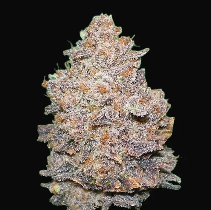 Melon Gum
