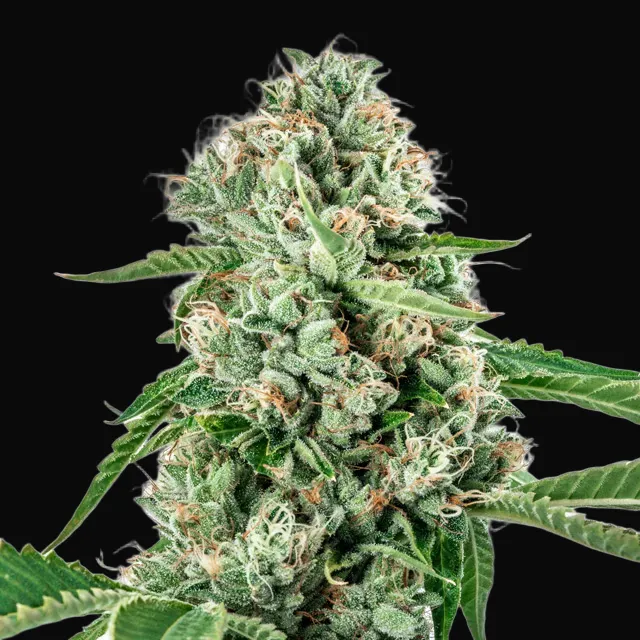 Melon Gum