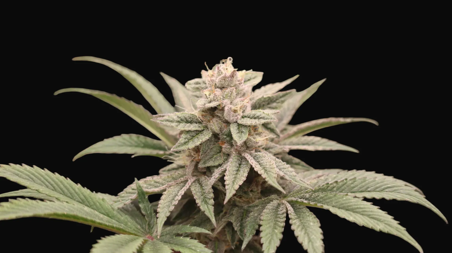 Melon Widow