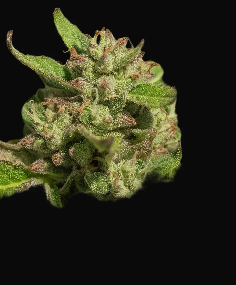 Mendo Breath