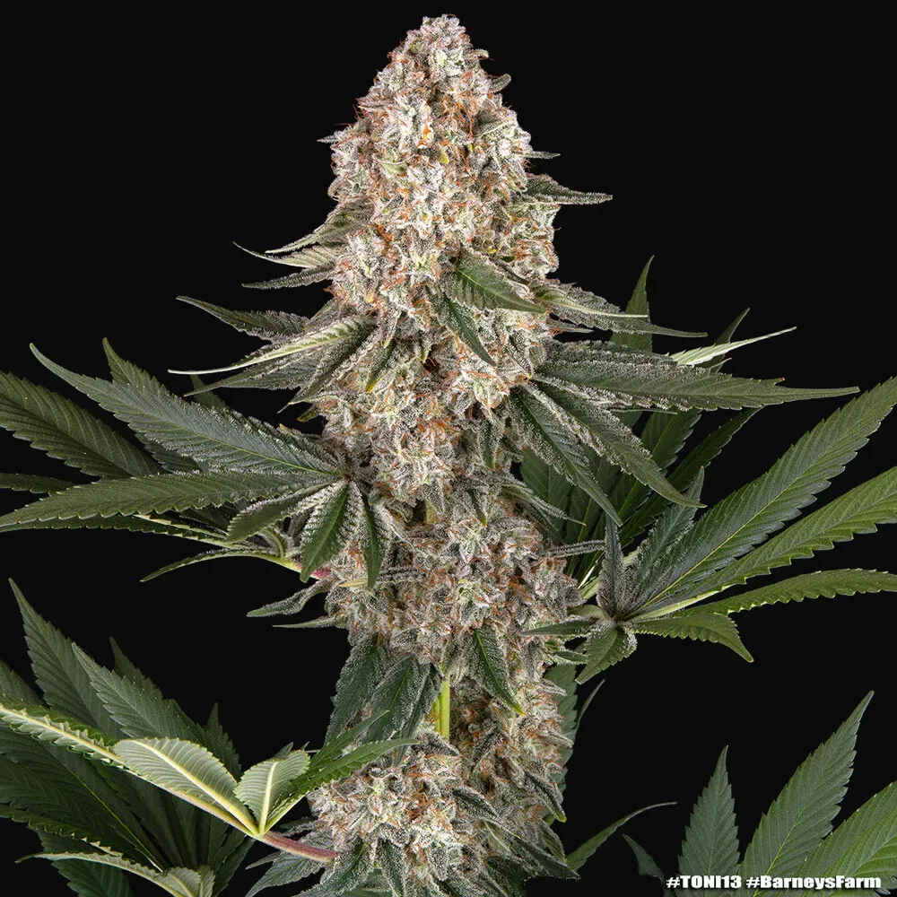 Mendo Breath