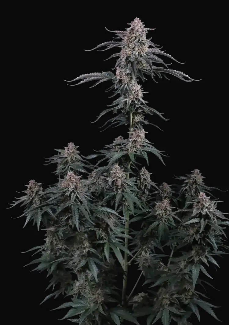 Mendo Cherry Cookies Auto