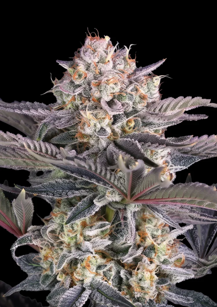 Mendo Frost Auto