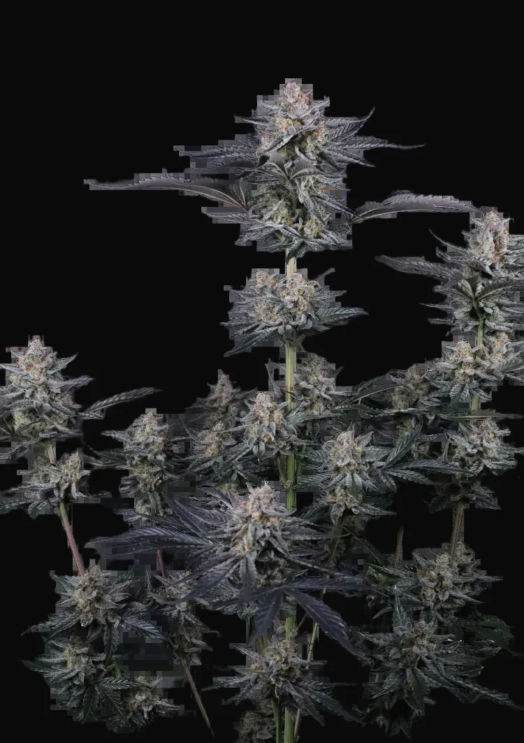 Mendo Guava Auto