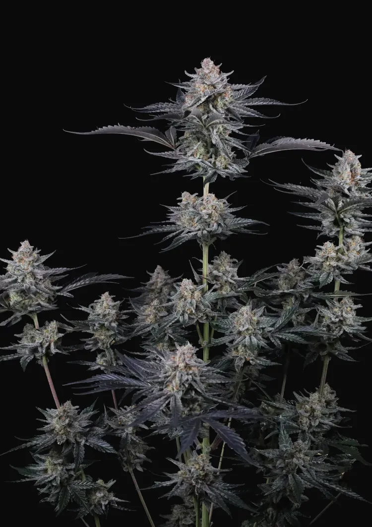 Mendo Guava Auto