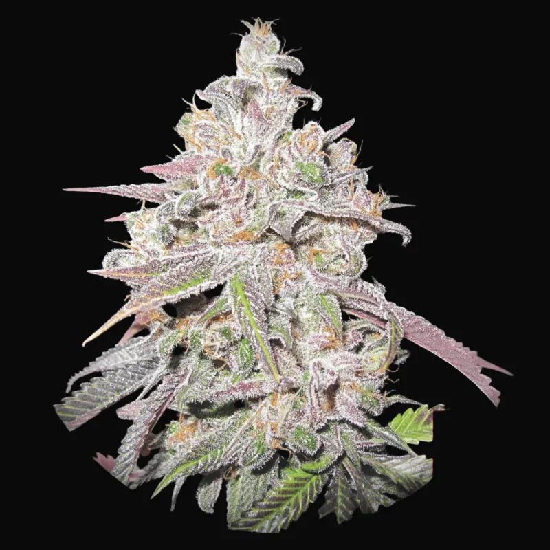 Mendocino Chanel Kush