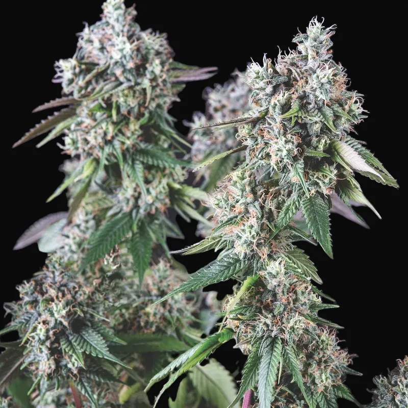 Mendocino Purple Kush