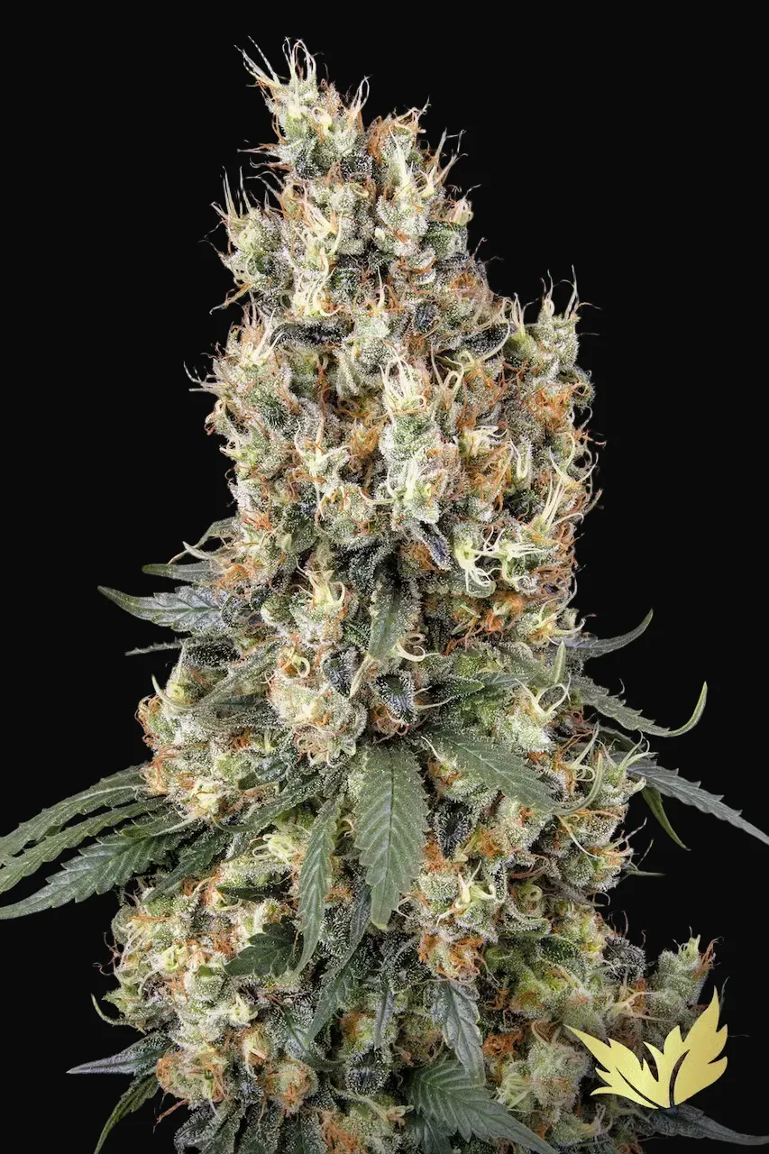 Mendocino Skunk
