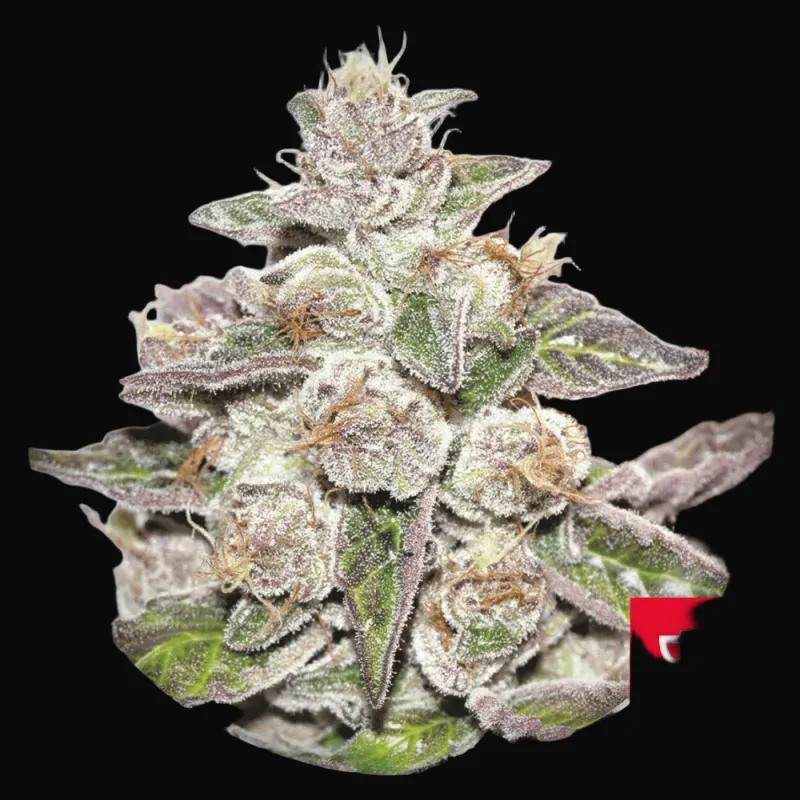 Mendocino x Purple Kush