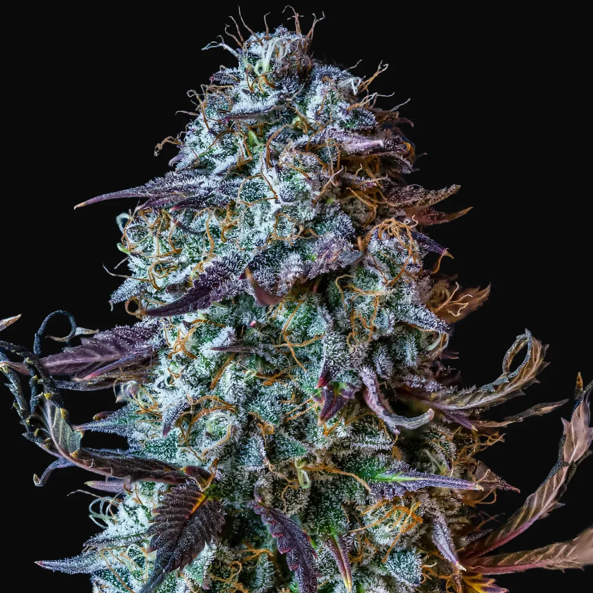 Mephisto's Wedding Auto