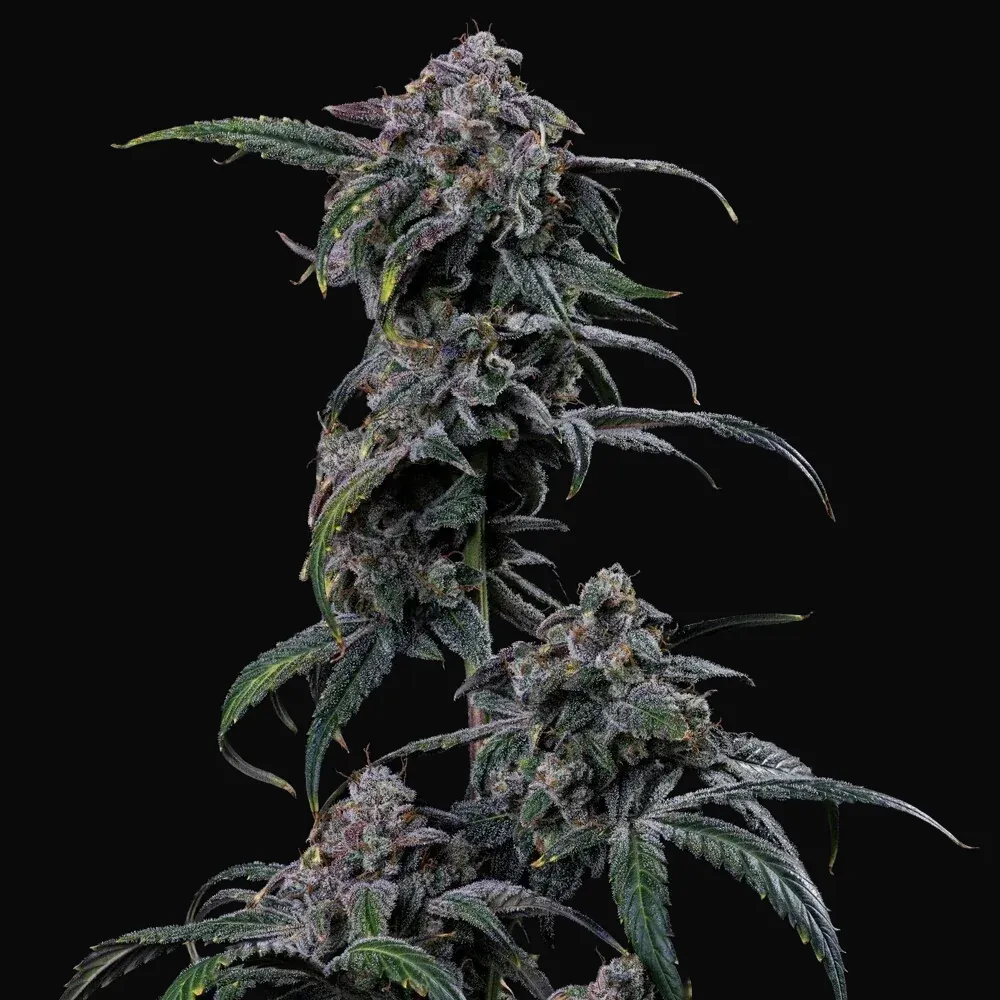 Mephmosa Auto