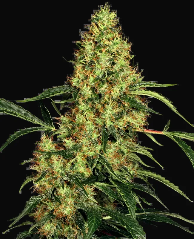Mexican Sativa Feminized