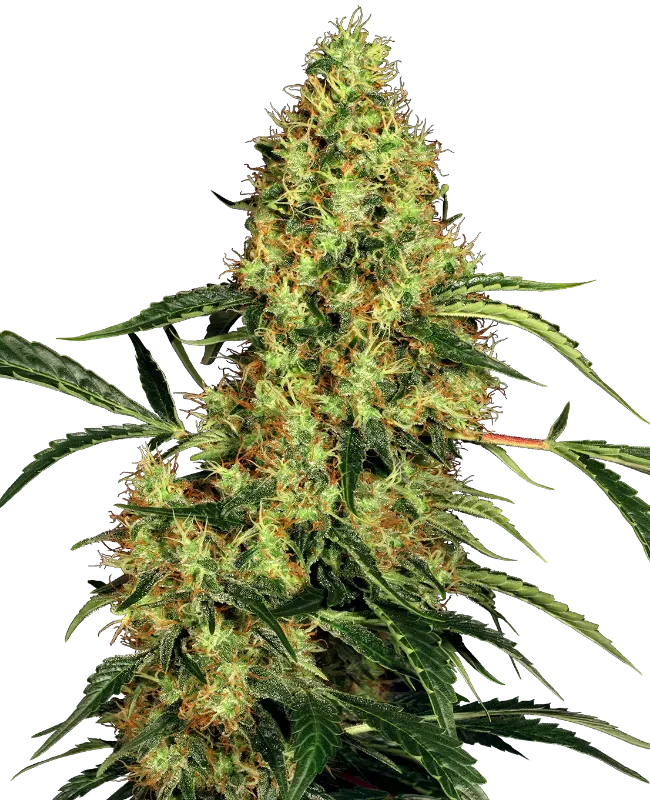Mexican Sativa Feminized