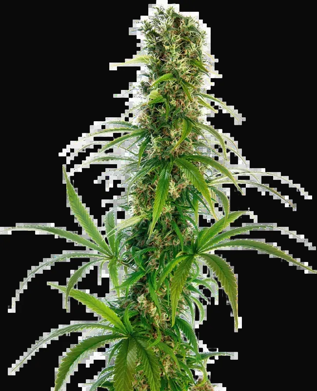 Michka Feminized