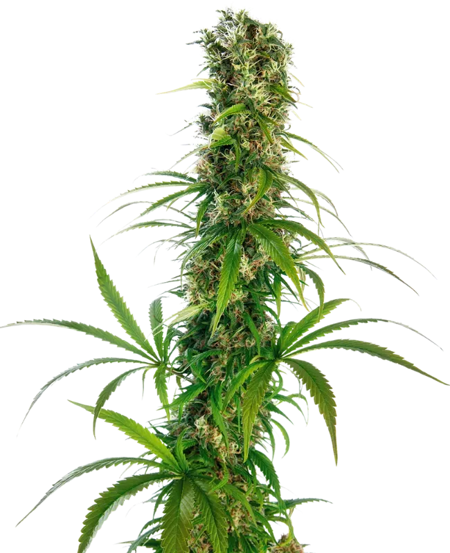 Michka Feminized
