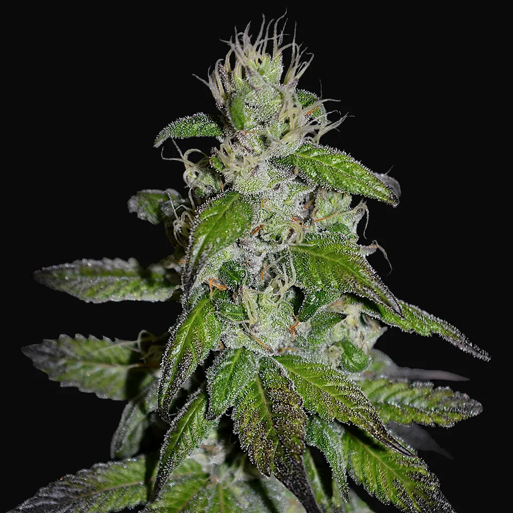 Midnight Kush
