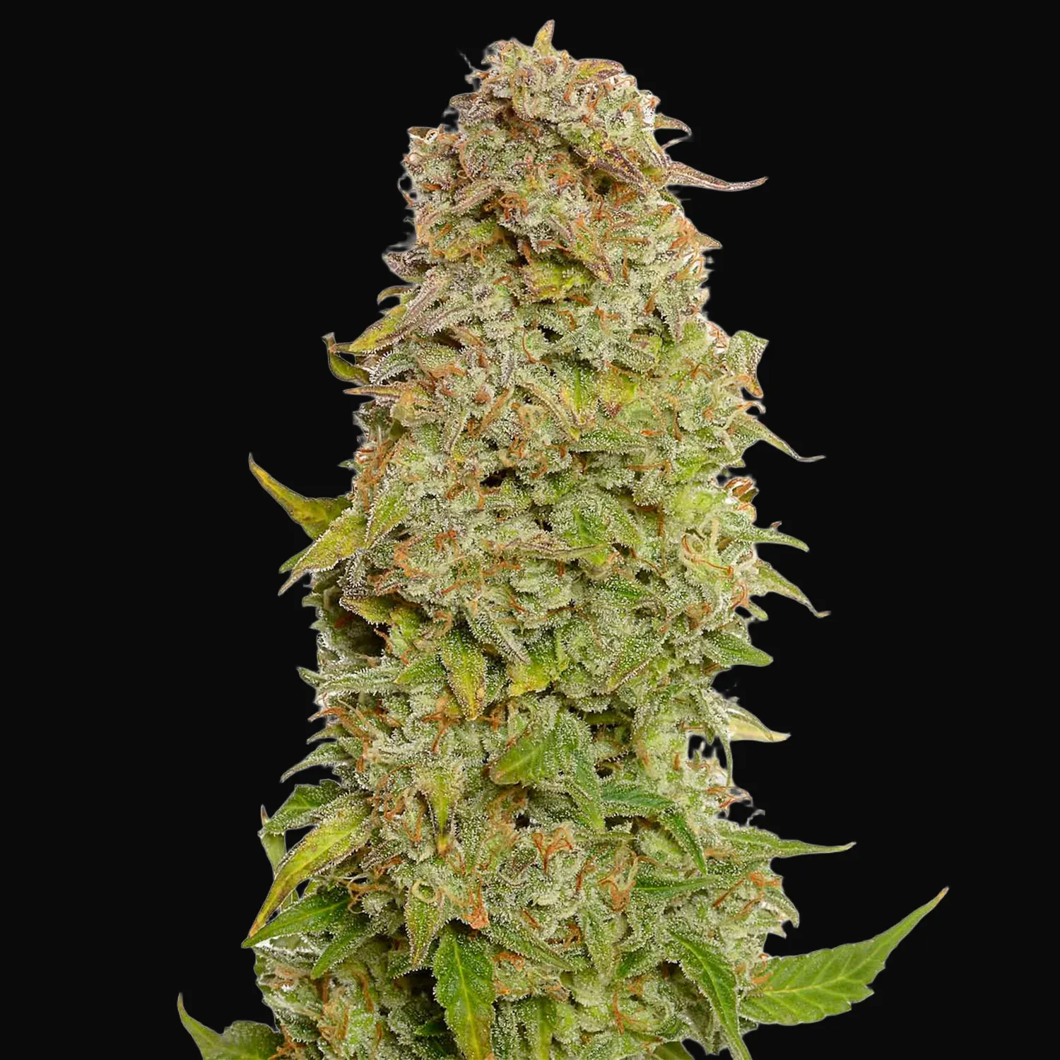 Milkshake Kush Auto